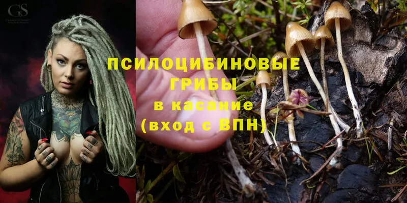 нарко площадка официальный сайт  Муравленко  Псилоцибиновые грибы Cubensis 